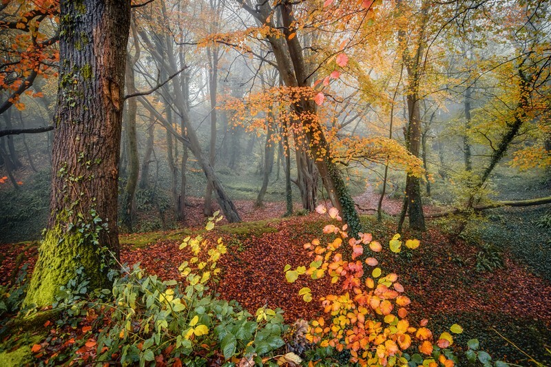 z4121 Autumn Mist, Greatwood Copse - Sandown, Shanklin, Luccombe and Wroxall