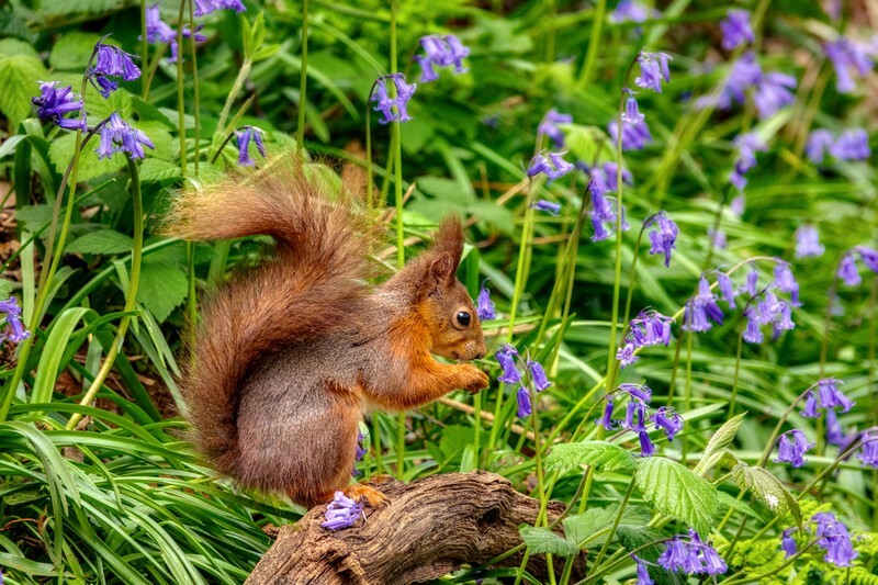 z4049 Red Squirrel, Borthwood Copse - Sandown, Shanklin, Luccombe and Wroxall