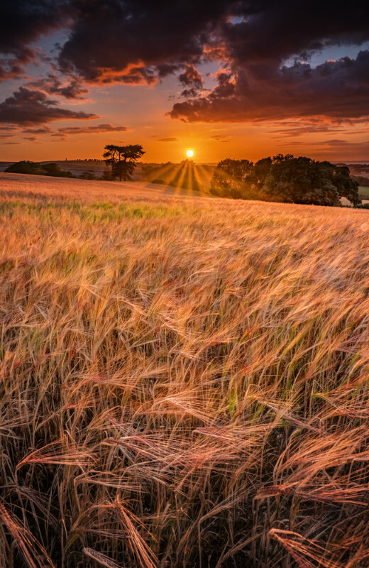 z3644 Sunset over the Barley Wheat, Brading Down - East Cowes to Ryde inc Haventstreet, Ashey, Wooton & Binstead