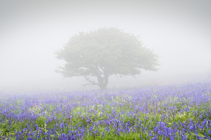 z4252 Bluebell Tree in the Mist, Ventnor Down - Ventnor to St Catherine's inc Bonchurch, Whitwell & the Undercliff