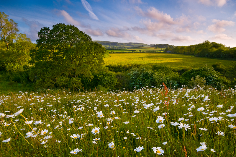 z1616 Summer Meadow, Shanklin - Sandown, Shanklin, Luccombe and Wroxall