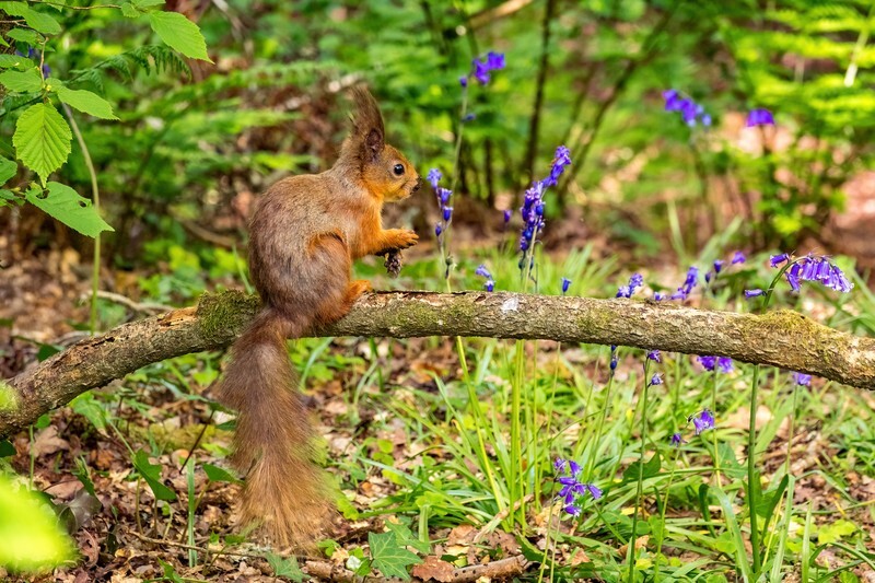z4161 Squirrell in the Bluebells, Borthwood-DeNoiseAI-low-light - Sandown, Shanklin, Luccombe and Wroxall
