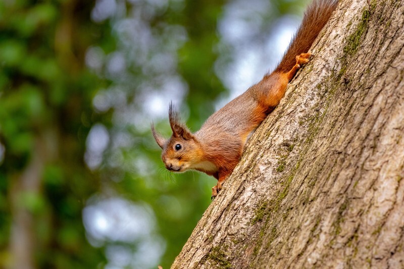 z4192 Hide n Seek, Squirrel, Borthwood Copse - Sandown, Shanklin, Luccombe and Wroxall