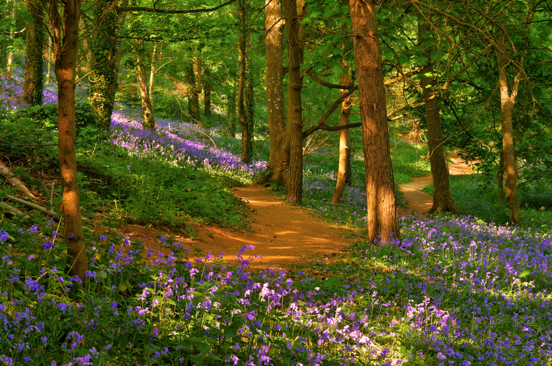 z2030 Bluebells, Mottistone - Blackgang to Compton inc Brighstone, Shorwell & West Wight