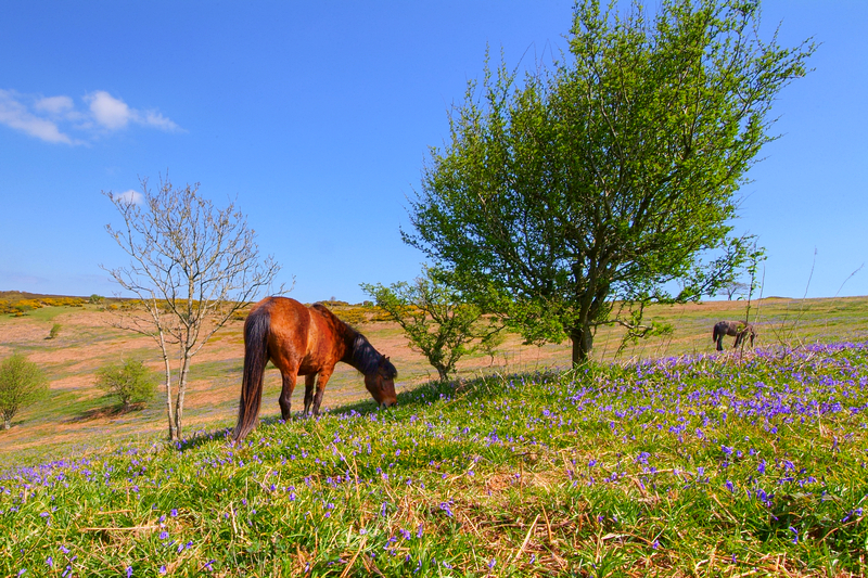 z2135 Springtime, Ventnor Down - Ventnor to St Catherine's inc Bonchurch, Whitwell & the Undercliff