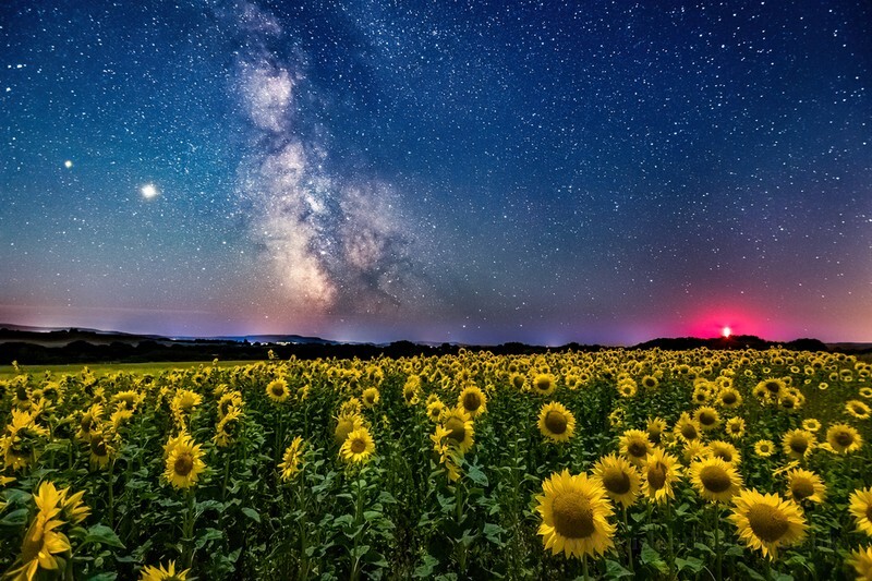 z4188 Sunflowers under the Midnight Sky, Nunwell - The Inner Island inc Newport & Godshill
