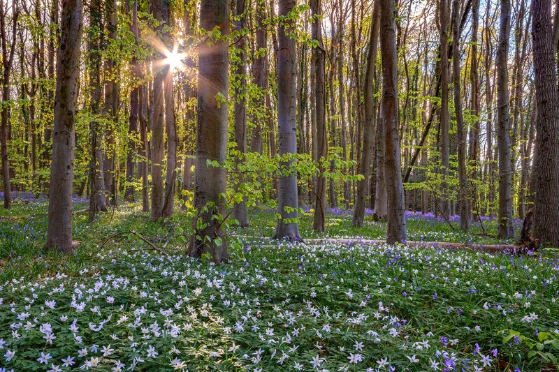 z4379 Wood Anemonies and Bluebells near Havenstreet - Latest images