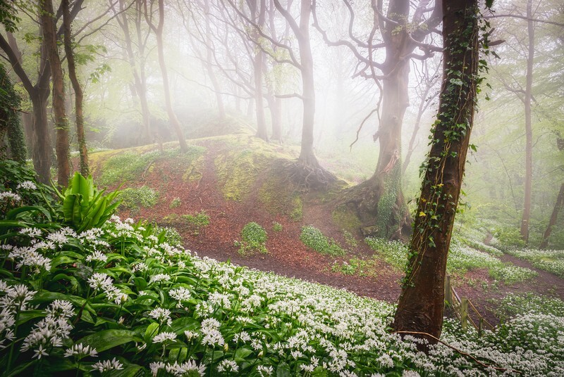 z4250 Misty Garlic Woodland, Shanklin - Sandown, Shanklin, Luccombe and Wroxall