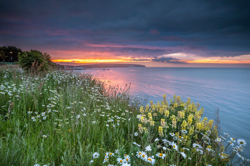 z2924 Wild Lupins, Sandown Bay - Sandown, Shanklin, Luccombe and Wroxall