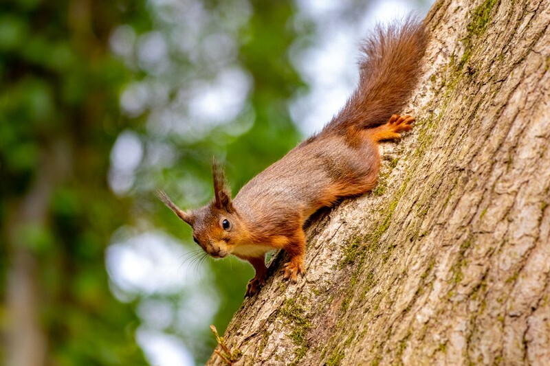 z4039 Red Squirrel, Borthwood Copse - Sandown, Shanklin, Luccombe and Wroxall