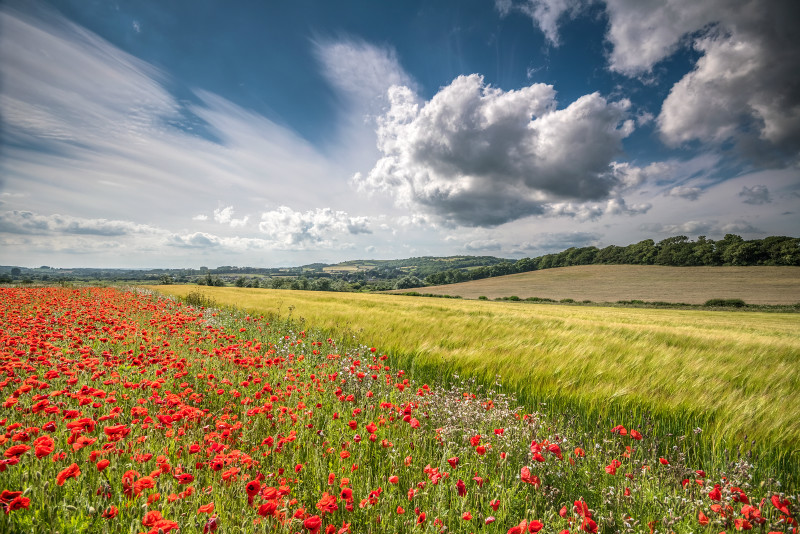 z2925 Summer Poppies, Sandown - Sandown, Shanklin, Luccombe and Wroxall