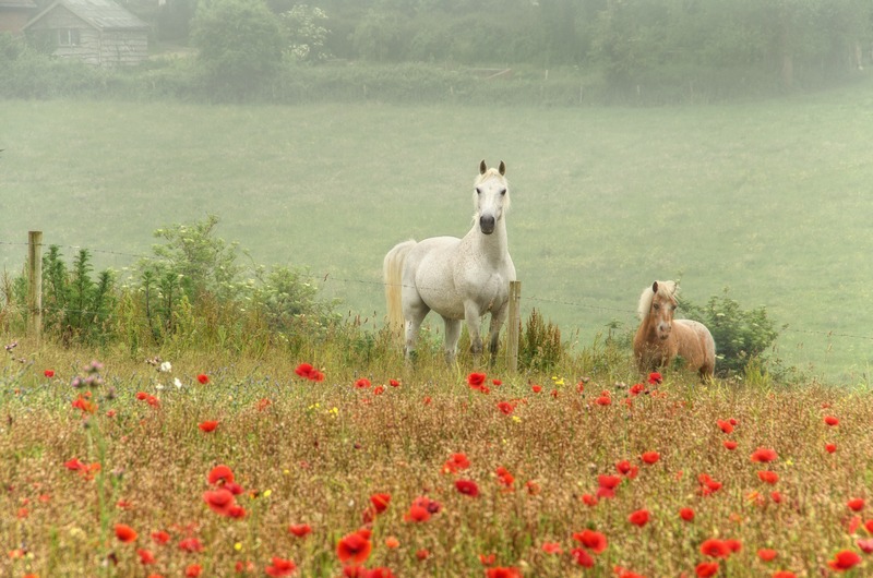 z2347 A Poppy Dream, Sandown - Sandown, Shanklin, Luccombe and Wroxall