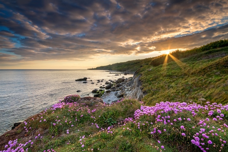 z2725 Sea Thrift Binnel bay - Ventnor to St Catherine's inc Bonchurch, Whitwell & the Undercliff