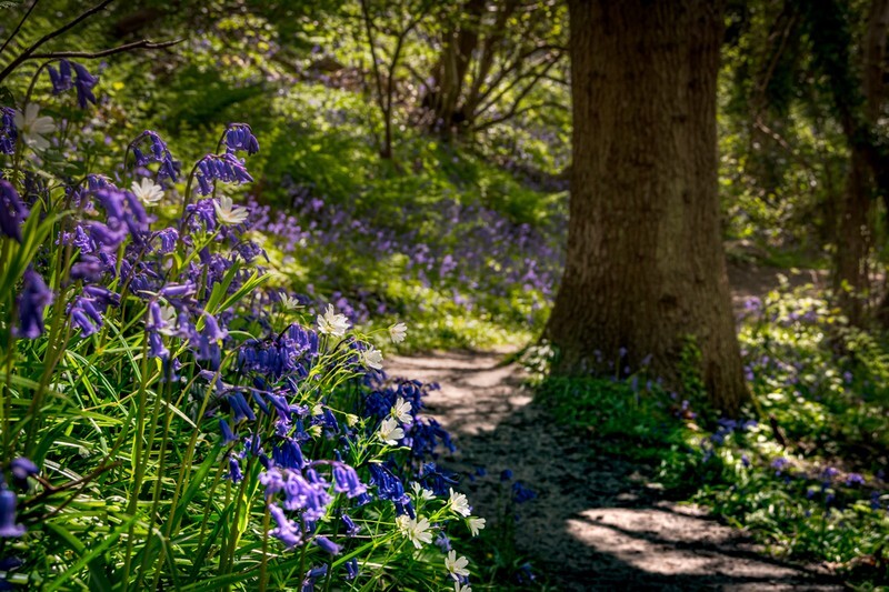z4191 Springtime Flowers, America Wood - Sandown, Shanklin, Luccombe and Wroxall