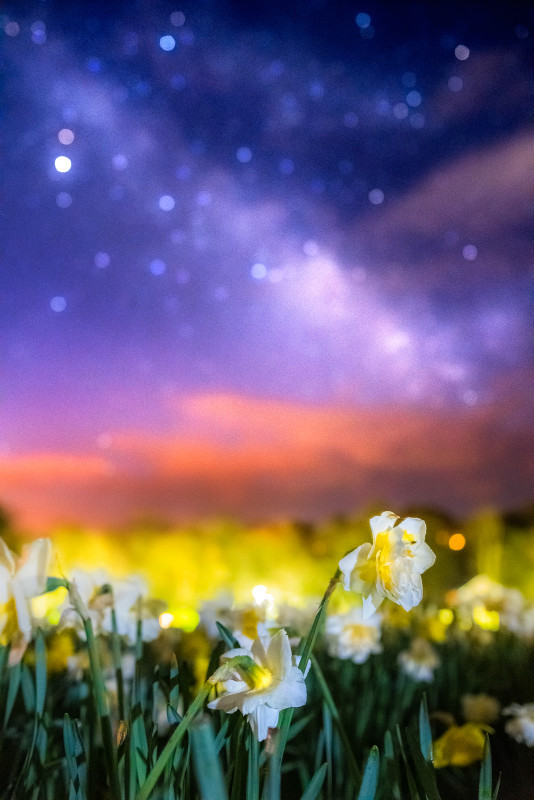 z3038 Daffodils under the Stars, Shanklin - Sandown, Shanklin, Luccombe and Wroxall