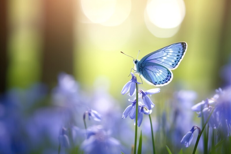 pr070 Bluebell Butterfly - Photorealism Gallery