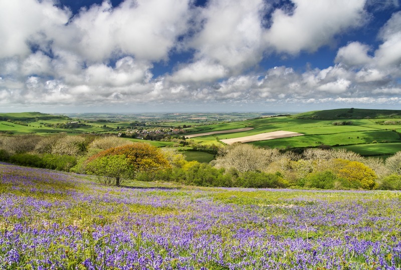 z2391 Bluebells of Spring, Ventnor Down - Ventnor to St Catherine's inc Bonchurch, Whitwell & the Undercliff
