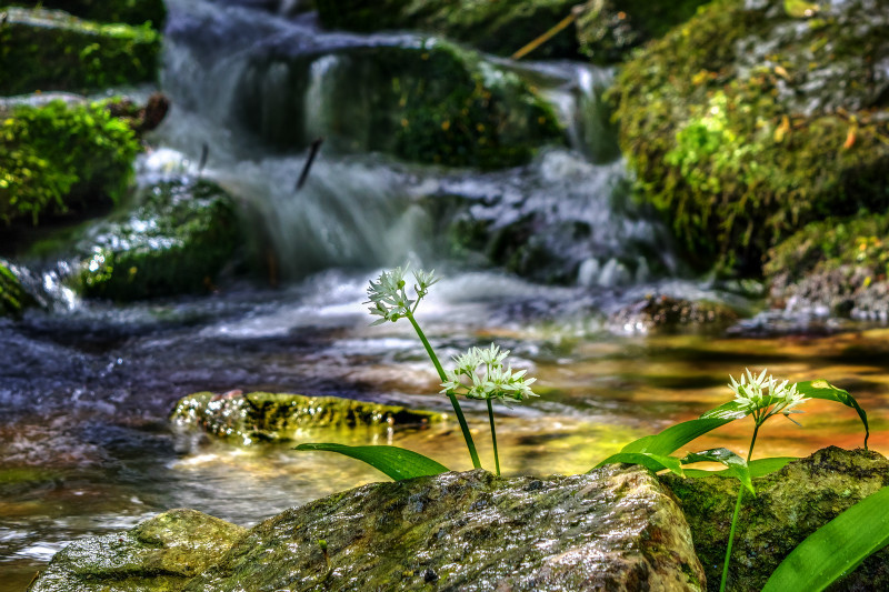 z3418 Wild Garlic, Bonchurch Stream - Ventnor to St Catherine's inc Bonchurch, Whitwell & the Undercliff