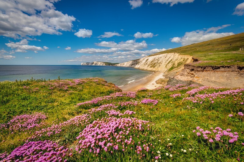z4050 Sea Thrift, Compton Bay - Blackgang to Compton inc Brighstone, Shorwell & West Wight