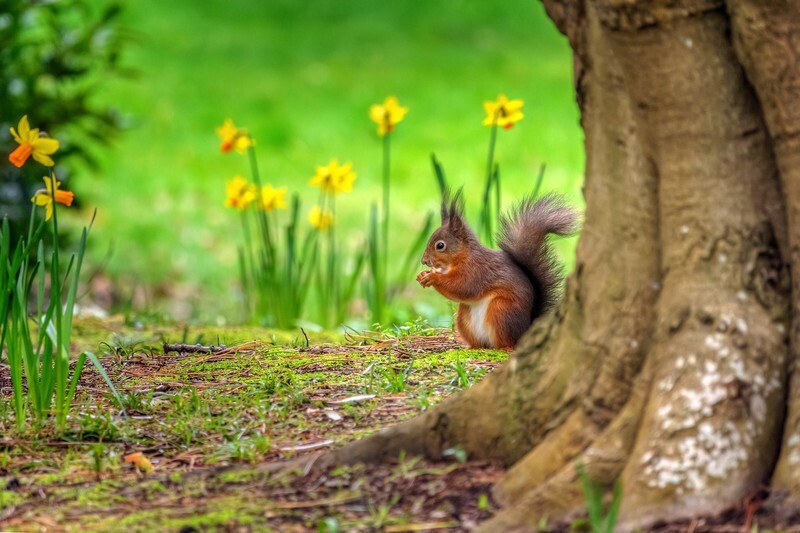 z4148 Springtime, Squirrel Shanklin - Sandown, Shanklin, Luccombe and Wroxall