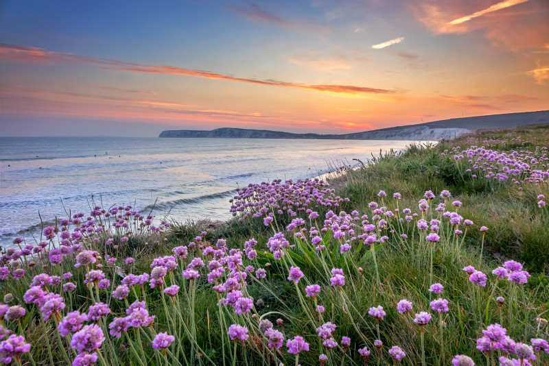 z3428 Thrift at Sunset, Compton Bay - Blackgang to Compton inc Brighstone, Shorwell & West Wight