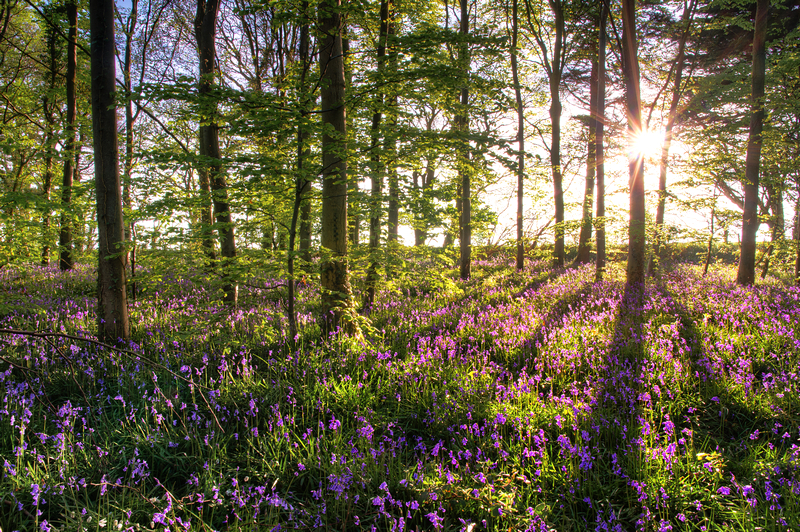 z2188 Bluebells, Woodhouse Copse - East Cowes to Ryde inc Haventstreet, Ashey, Wooton & Binstead