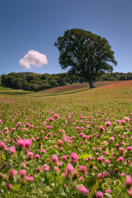 z1654 Cloverfields, Godshill - The Inner Island inc Newport & Godshill