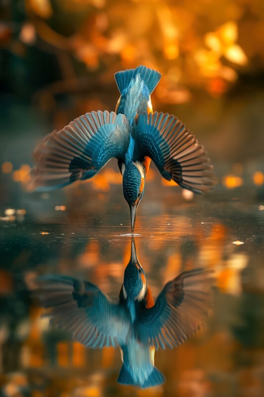 pr124 Kingfisher Shattering Water Glass - Photorealism Gallery