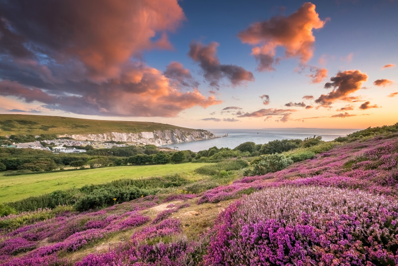 z2951 Heather at Sunset overlooking Alum Bay and the Needles - Freshwater Bay to Colwell Bay inc the Needles