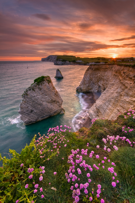 z1983 Pink Thrift at Sunset, Freshwater Bay - Freshwater Bay to Colwell Bay inc the Needles