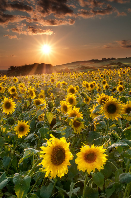 z2168 Sunflowers, Shorewell - Blackgang to Compton inc Brighstone, Shorwell & West Wight