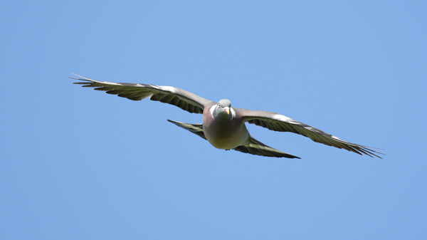 Pigeon - Birds - Wild