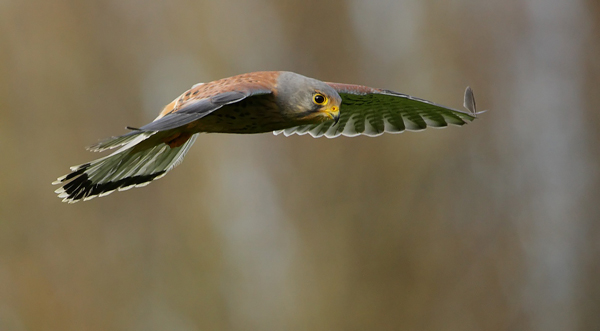 Kestrel - Birds  -  Captive