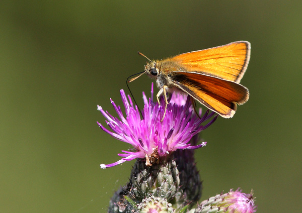 Small Skipper - Close up