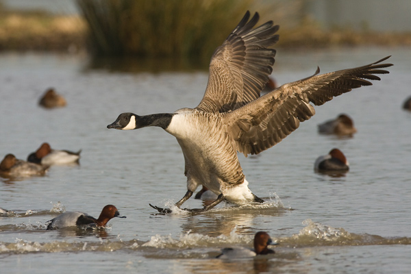 'Landing in a Crowded Lake' - Birds - Wild