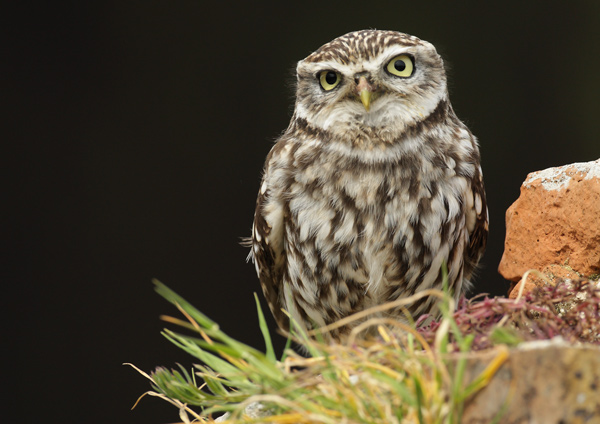 Little Owl - Birds  -  Captive