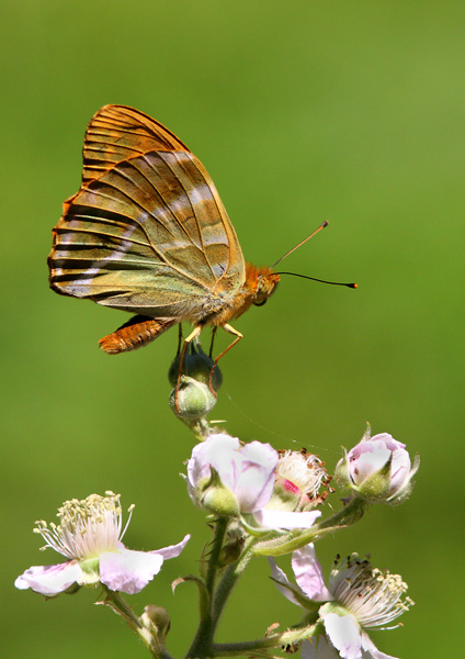 Silver-Washed Fritillary - Close up