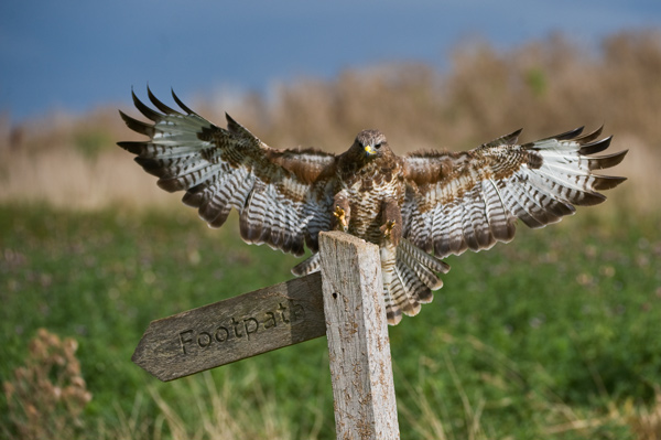 Common Buzzard - Birds  -  Captive