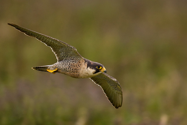 Lark - Birds  -  Captive
