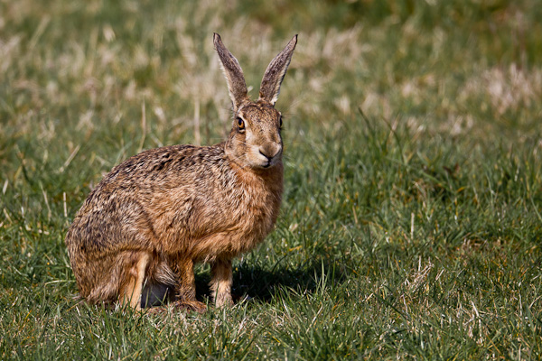 Hare - Nature & Animals