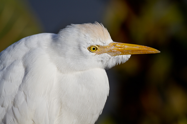 Great Egret - Florida 2011