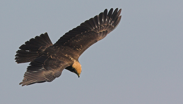Marsh Harrier - Birds - Wild