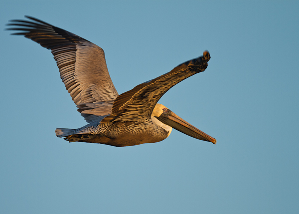 Brown Pelican - Florida 2011