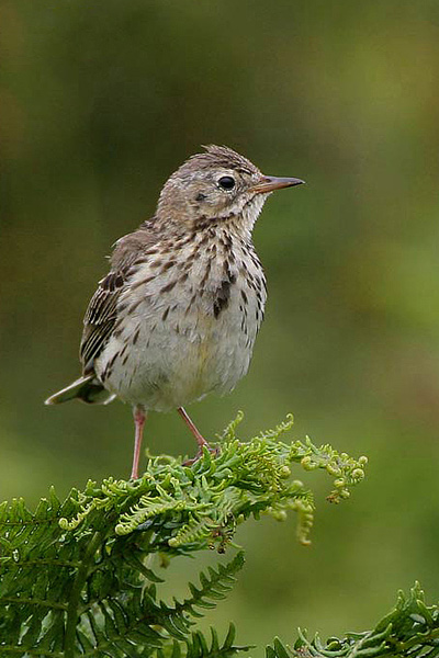 Pipit ? - Birds - Wild