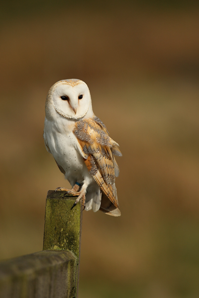 Barn Owl - Birds  -  Captive