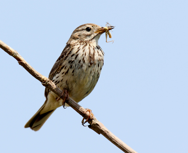 Meadow Pipit - Birds - Wild