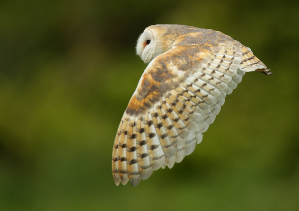 Barn Owl - Birds  -  Captive