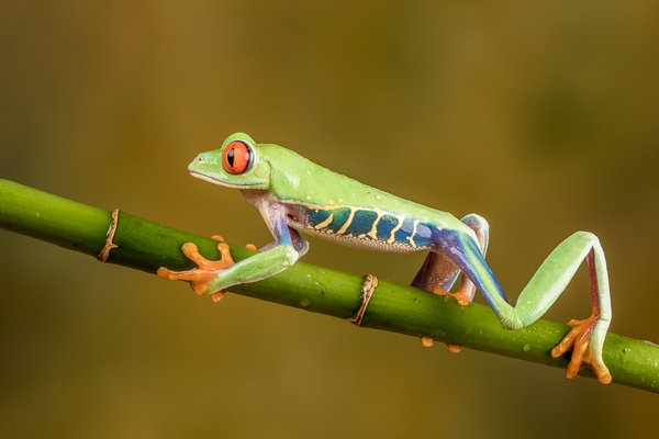 Red Eyed Tree Frog - Close up