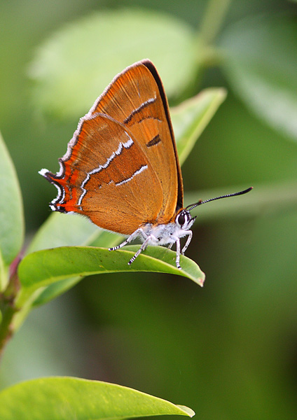 Brown Hairstreak - Close up