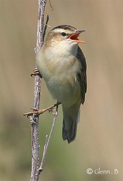 Warbler - Birds - Wild